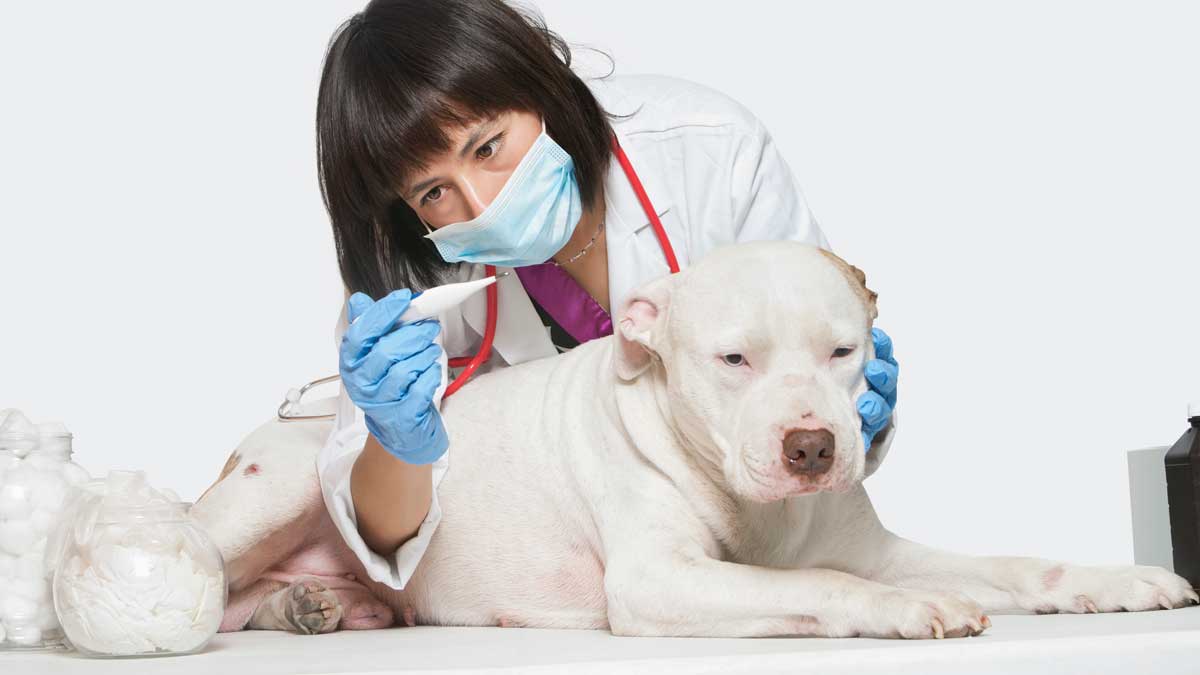 A female veterinarian checking a dog's temperature.
