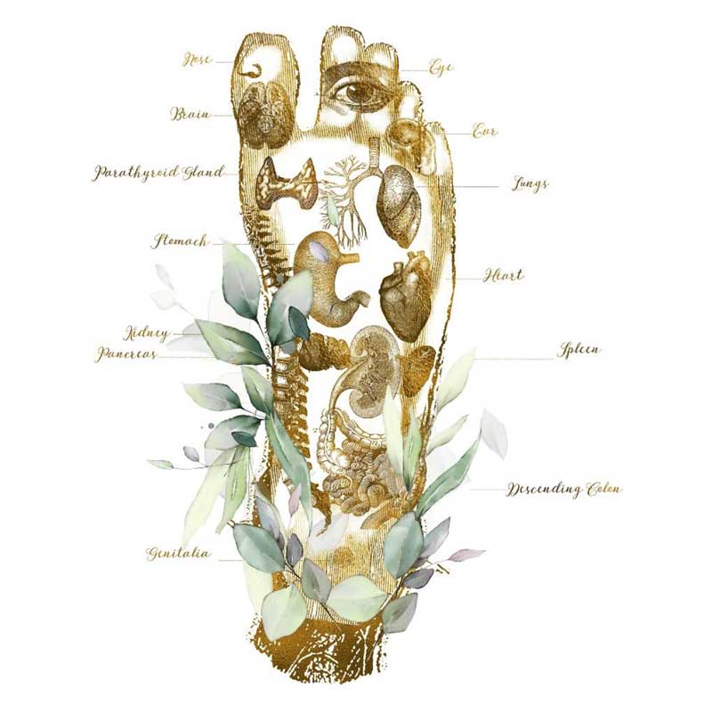 diagram of a foot showing the benefits of thai reflexology