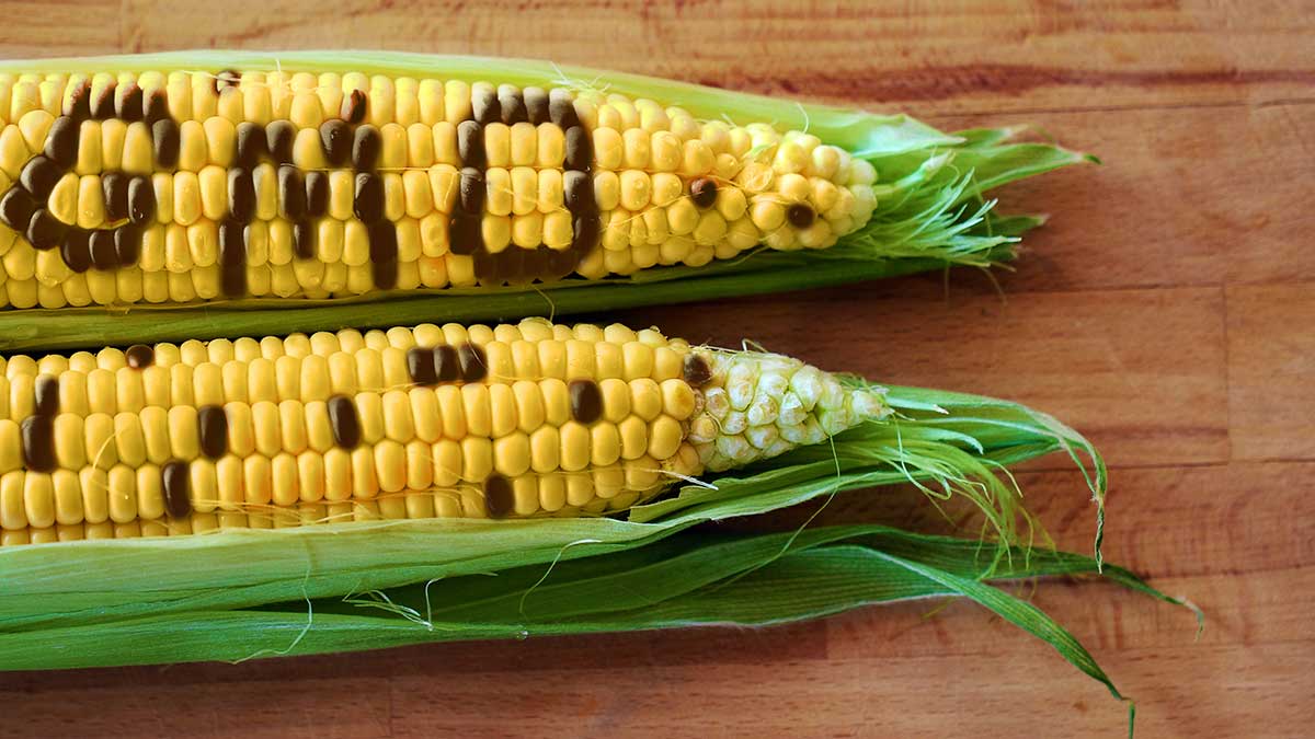 GMO corn on the cob