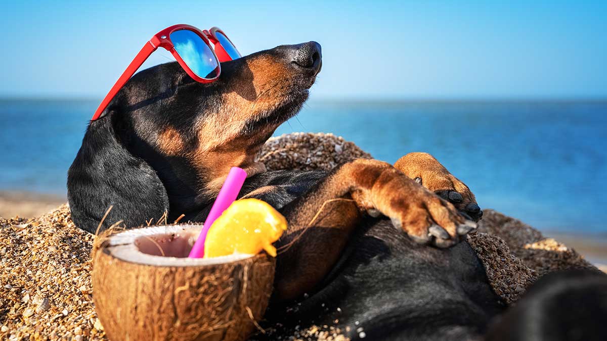 black and tan dachshund dog, wearing red sunglasses, buried in the sand at the beach sea on summer vacation