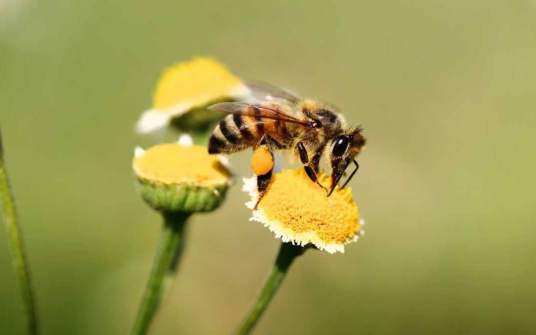 Celebrate BEE Conscious Honey Bee Day and Craft Fair at the WellCome OM Center