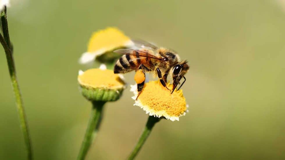 Celebrate BEE Conscious Honey Bee Day at the WellCome OM Center | Learn ...