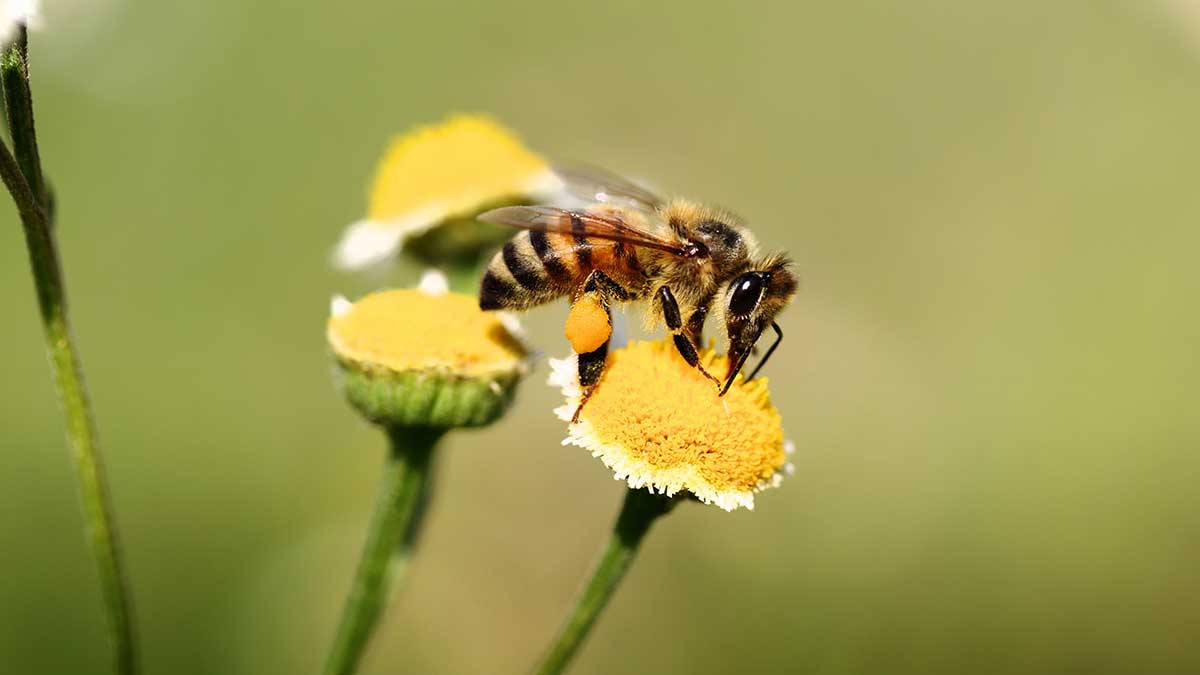 honey bee with full pollen sacks on flower