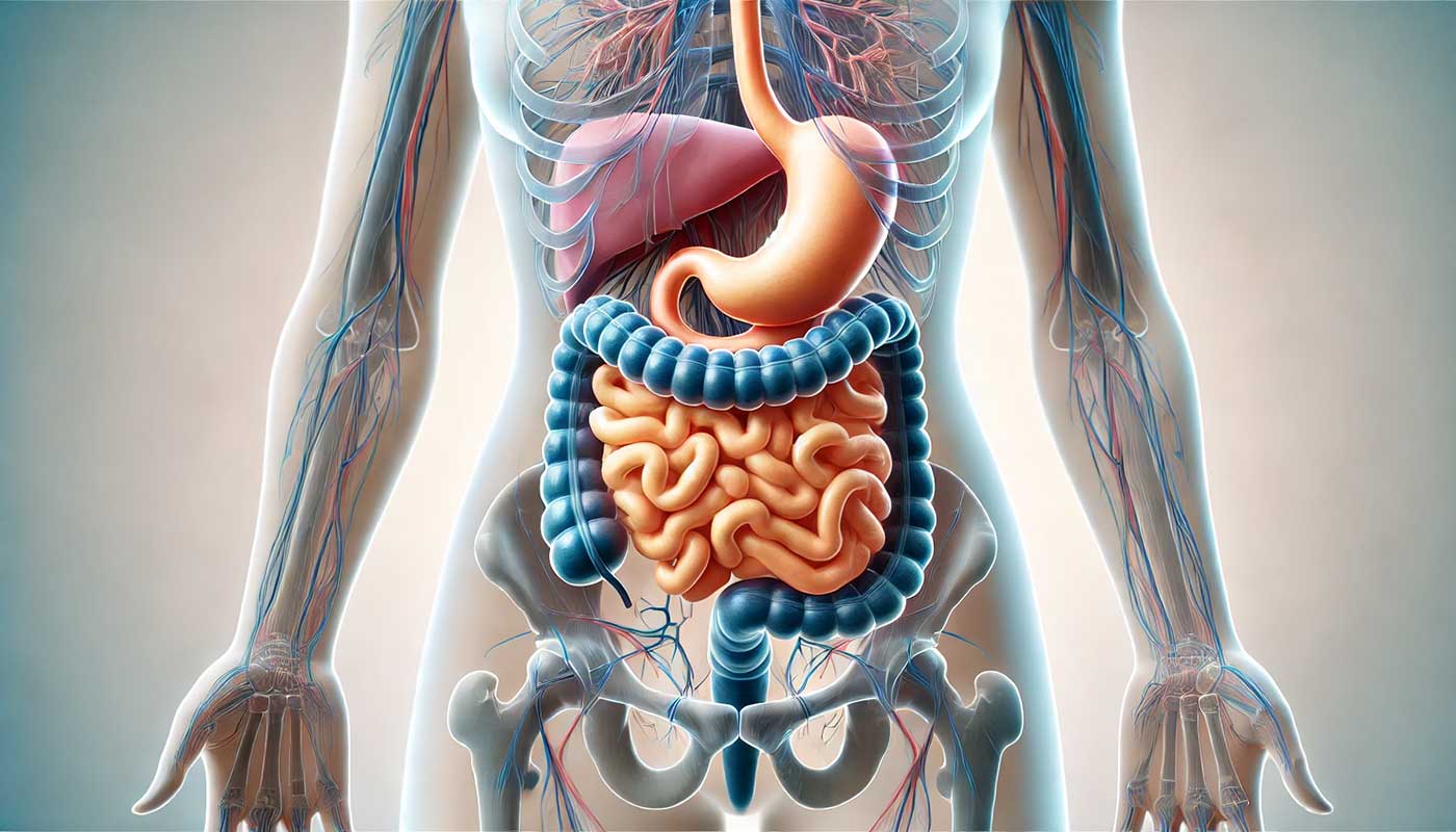 an anatomically accurate illustration of a healthy human digestive tract